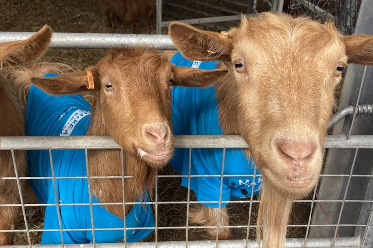 A tribe of beautiful Golden Guernsey goats got into the spirit to mark World Parkinson’s Day on a west Wales farm