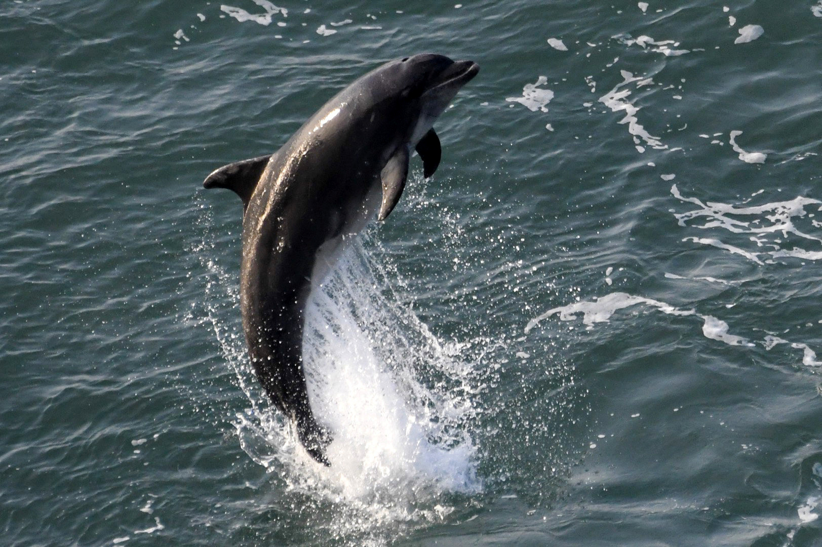 Josh 'the wildlife man' walks one million steps for Welsh birds