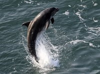 Josh 'the wildlife man' walks one million steps for Welsh birds