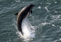 Josh 'the wildlife man' walks one million steps for Welsh birds