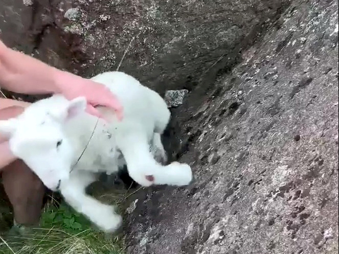 Video grab of the heart-warming moment a group of walkers in Wales reunited a lost lamb with its mum.  Brendon Croud and Chris Booth were roaming the hills of the Snowdonia National Park in Gwynedd, Wales, on Monday (25/04) when they spotted the helpless animal. See SWNS story SWBRlamb.  After discovering the tiny lamb trapped between some rocks, the hikers leapt into action to free it. They were also able to witness the incredible moment the rescued baby was reunited with its distressed mother. The walkers described the precarious conditions of the park, emphasising just how quiet and off-road their route was.