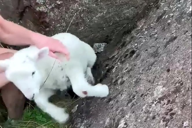 Video grab of the heart-warming moment a group of walkers in Wales reunited a lost lamb with its mum.  Brendon Croud and Chris Booth were roaming the hills of the Snowdonia National Park in Gwynedd, Wales, on Monday (25/04) when they spotted the helpless animal. See SWNS story SWBRlamb.  After discovering the tiny lamb trapped between some rocks, the hikers leapt into action to free it. They were also able to witness the incredible moment the rescued baby was reunited with its distressed mother. The walkers described the precarious conditions of the park, emphasising just how quiet and off-road their route was.
