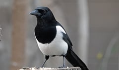 Open season on shooting magpies to end