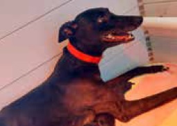 The open day is to raise money for a greyhound with 10 puppies