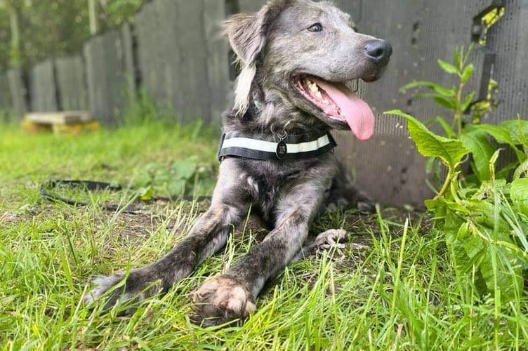 Charlie rescue dog