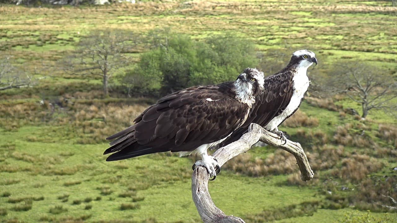 Car charging company links with osprey project | cambrian-news.co.uk - Vimarsana News