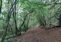 Have your say on Lampeter forest biodiversity plan