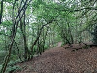 Have your say on Lampeter forest biodiversity plan