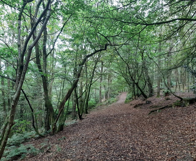 Have your say on Lampeter forest biodiversity plan