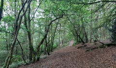 Have your say on Lampeter forest biodiversity plan