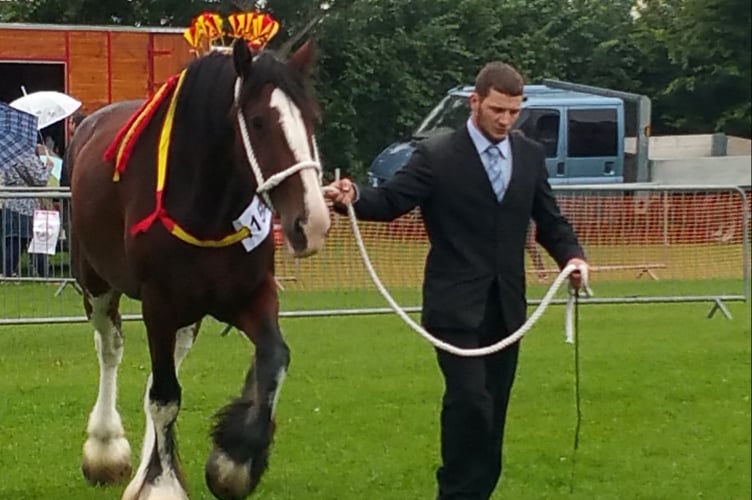 Shire horse Aberaeron