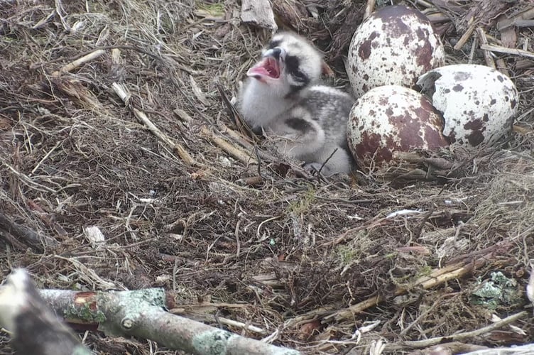 The first chick of the season has hatched at Glaslyn