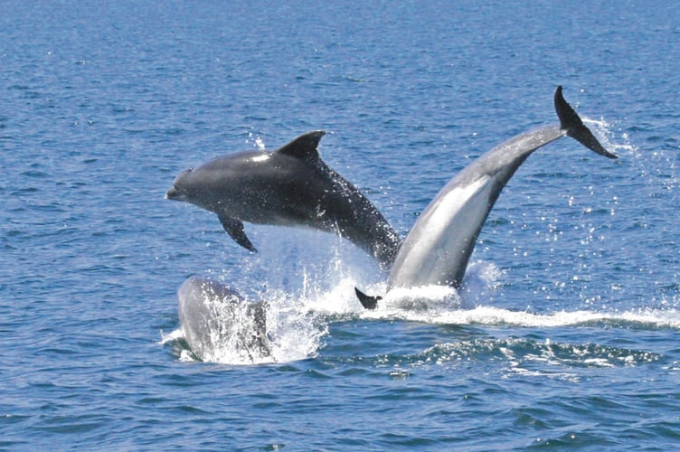 Willow said protecting dolphins and other marine wildlife from disturbances should be “an issue of priority”