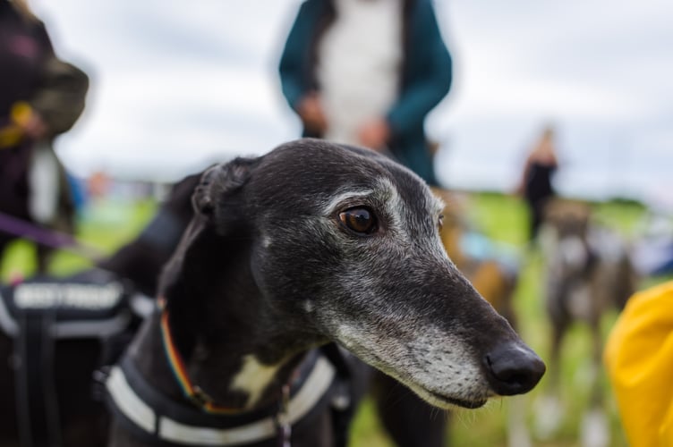 Hector’s Greyhound Rescue