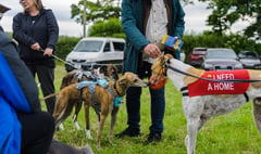 Dog shelter holds open day as demand continues to increase