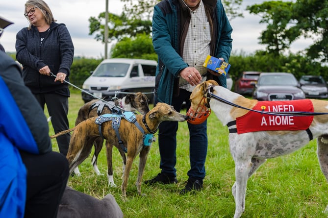 Hector's greyhound rescue open day 