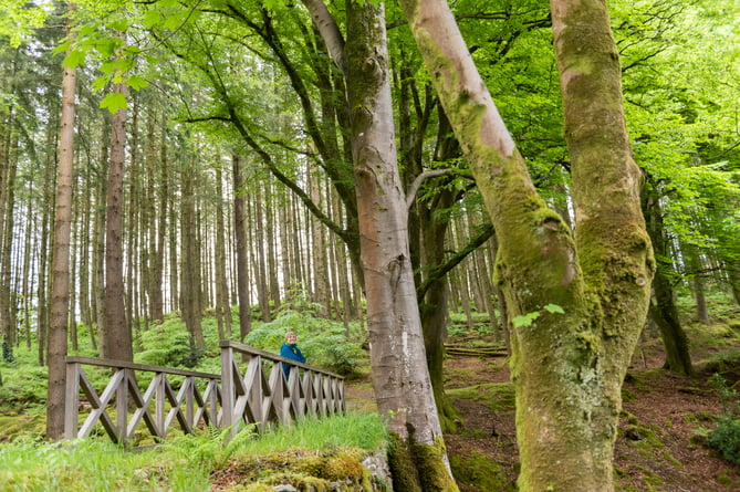 Hafod Estate