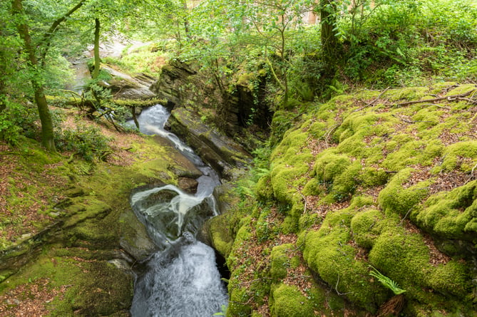 The Hafod estate