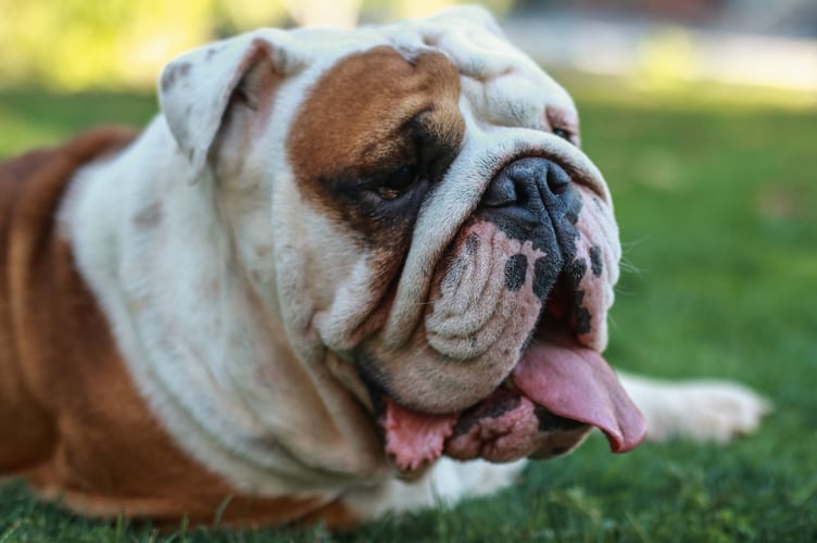 British Bulldog