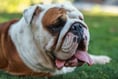 Magistrates agree application to put down two bulldogs 
