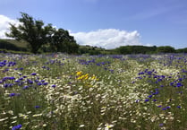 Farmer completes bucket list dream to create wildflower meadow