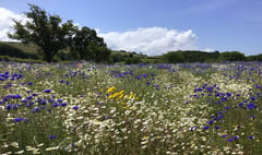 Farmer completes bucket list dream to create wildflower meadow