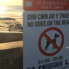 Consultation to be held on Borth beach's dog ban