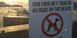 Summer beach dog ban comes into force tomorrow