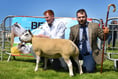 Double rosette win for sheep breeder Dafydd
