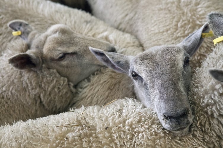 Sheep