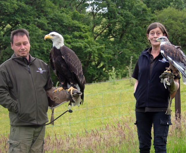 Mid Wales falconry hunts for new home