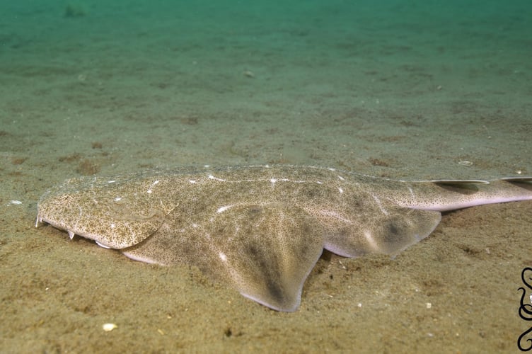 Juvenile Angelshark on surface