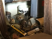 Calls for extra powers for RSPCA to help prevent animal cruelty