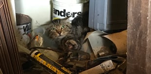 Calls for extra powers for RSPCA to help prevent animal cruelty