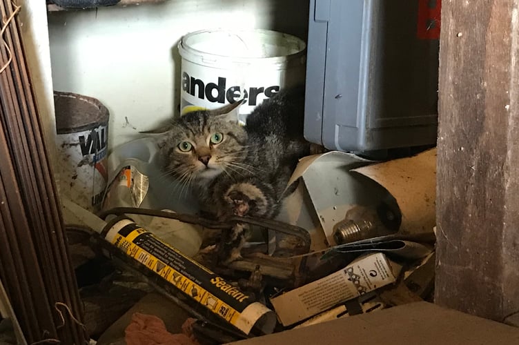 Cat cruelty in Pembrokeshire