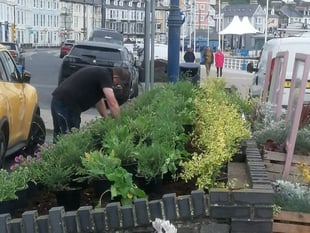 Town council takes over Aberystwyth flower beds