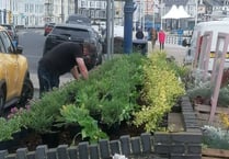 Town council takes over Aberystwyth flower beds