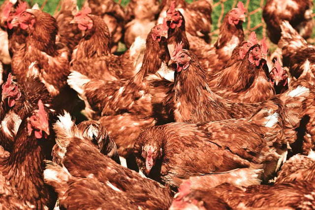 Plans to build poultry unit for 32,000 chickens given green light