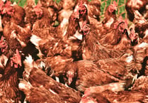Plans to build poultry unit for 32,000 chickens given green light