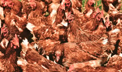 Plans to build poultry unit for 32,000 chickens given green light