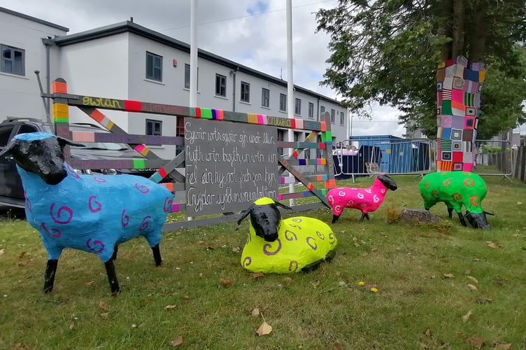 Sheep Tregaron Eisteddfod