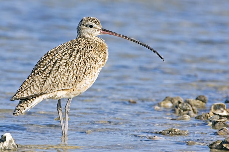 Curlew 