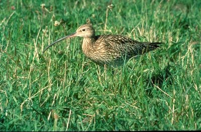 Curlew