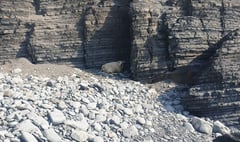 Sheep stranded on Ceredigion beach saved by kayaker 
