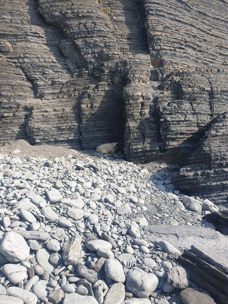 The sheep has been stuck on the beach,  at Seaegull Rock in Llanrhystud, since Saturday