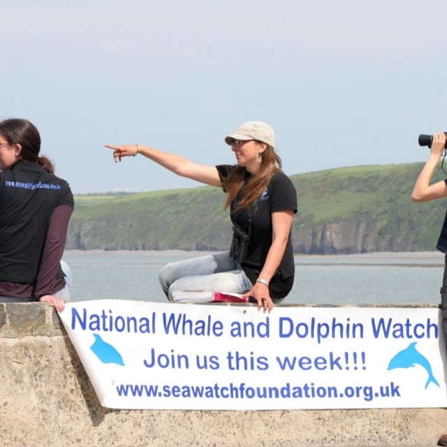 Binoculars at the ready for 25th Dolphin Watch