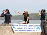 Binoculars at the ready for 25th Dolphin Watch