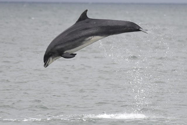 Volunteer to help Britain's largest bottlenose dolphin population