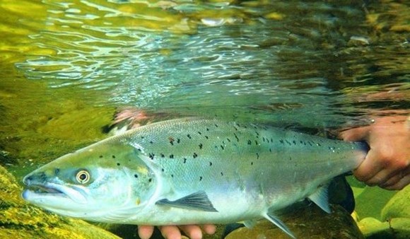 Rivers Trust say Aberaeron harbour dredging "unlikely" to affect fish