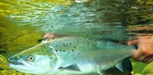 Rivers Trust say Aberaeron harbour dredging "unlikely" to affect fish